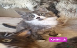 Maine Coon cats for sale: Gorgeous Half Maine Coon Boys and Girls  - Image 23