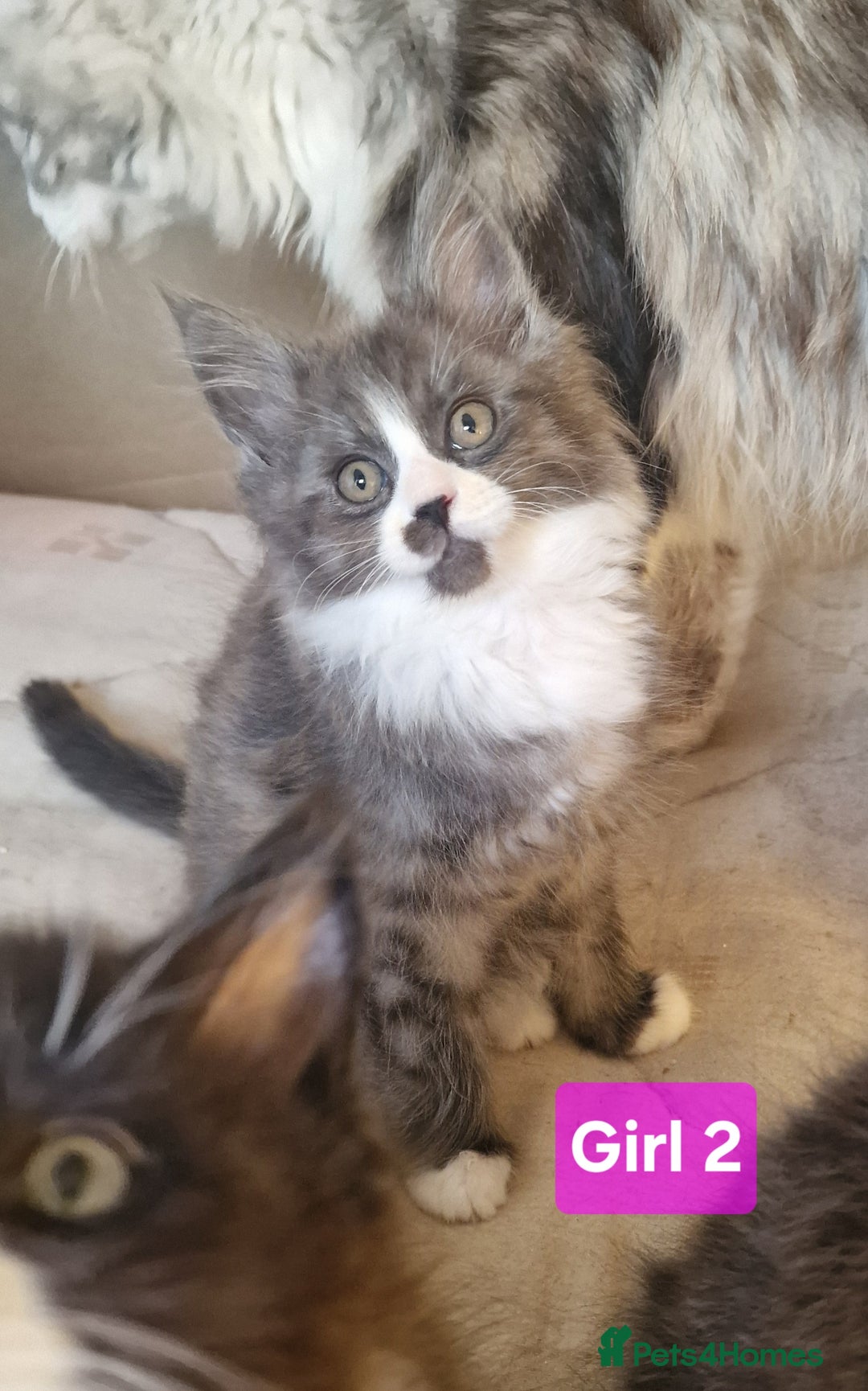 Maine Coon cats for sale: Gorgeous Half Maine Coon Boys and Girls  - Image 23