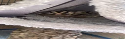 Sugar Glider rodents for sale: 2x male sugar gliders & full set up  in Dukinfield - Advert 2
