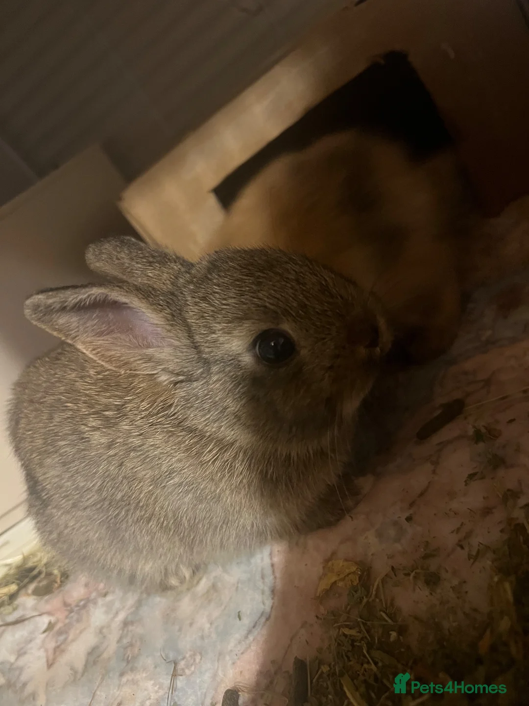 Mixed Breed rabbits for sale: Netherland dwarf / mini lop  - Advert 2