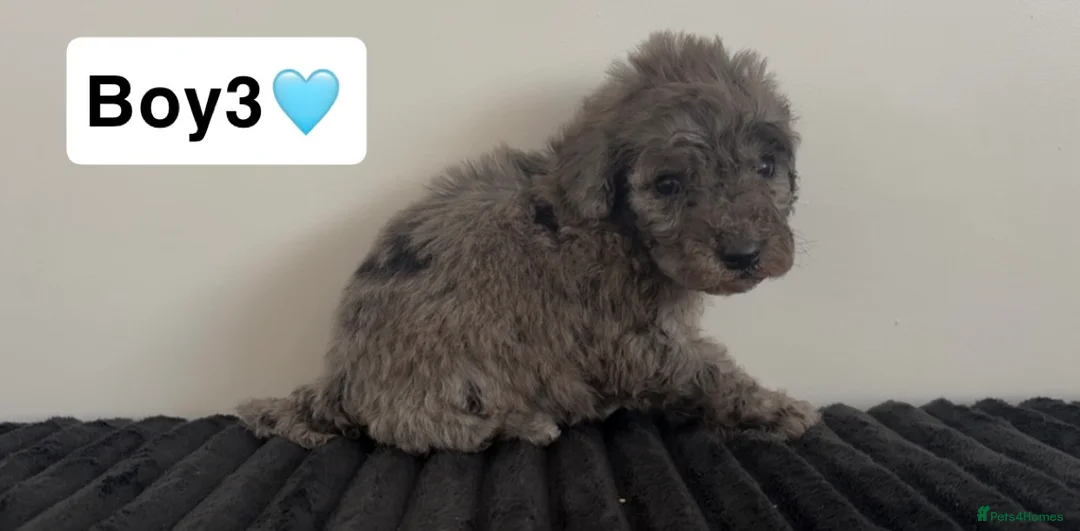 Cockapoo dogs for sale: Cockapoo puppies  - Advert 13