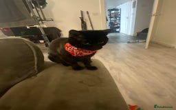 British Shorthair cats for sale: Adorable kittens for sale  - Image 6