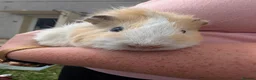 Guinea Pig rodents for sale: Boy guinea pigs  - Advert 8