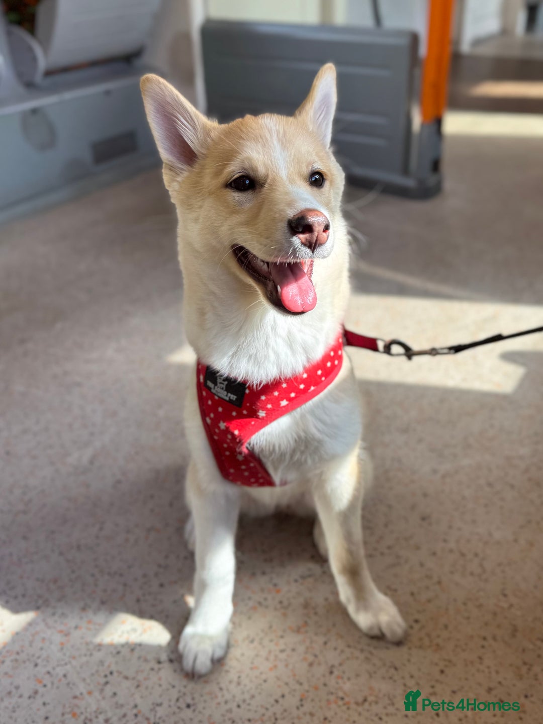 Mixed Breed dogs for sale: 💛Pomsky & Czechoslovakian Wolfdog Puppy Sisters🤎 - Image 4