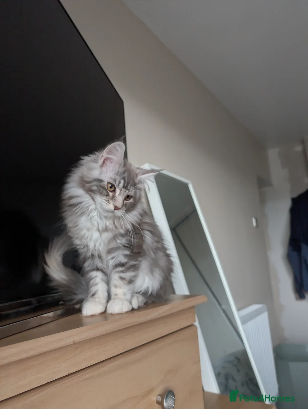 Maine Coon cats for sale: GCCF Maine Coon Kittens  - Advert 5