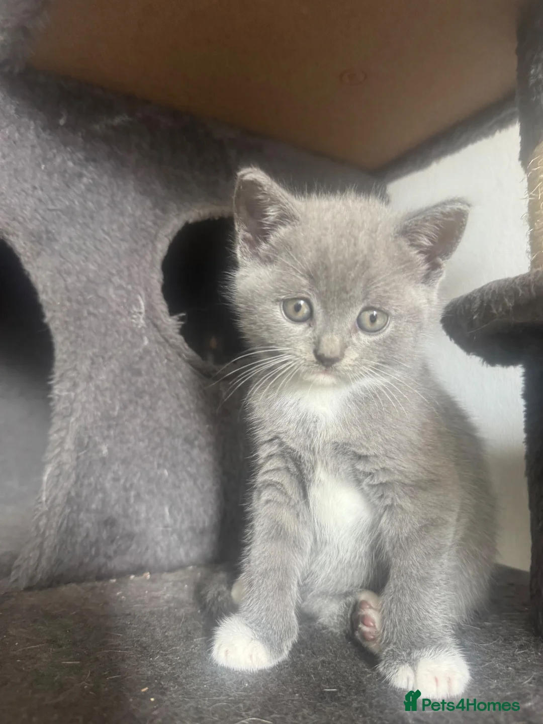 British Shorthair cats for sale: Stunning British Blue shorthairs ♥️ - Advert 8