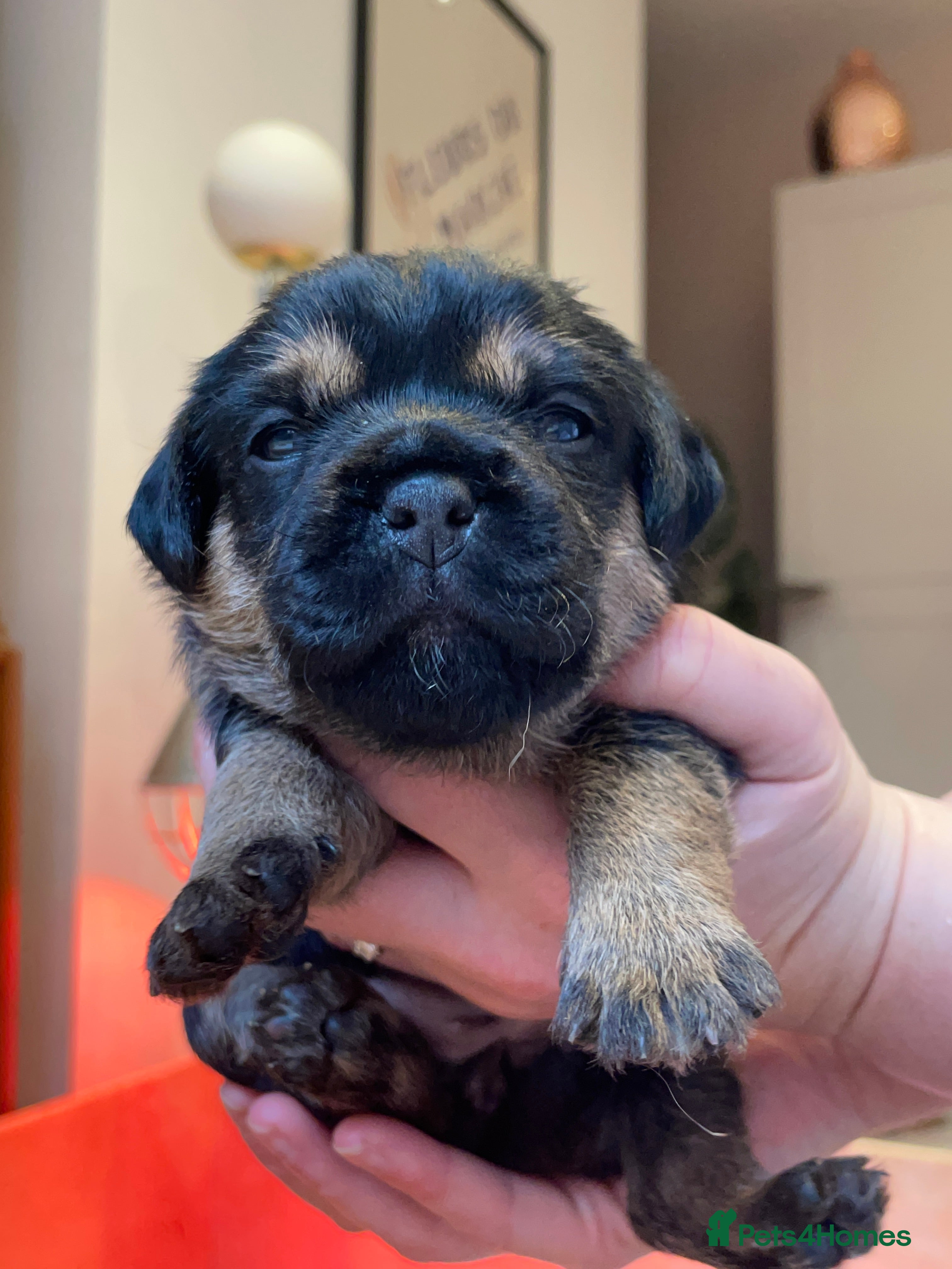 Border Terrier dogs Beautiful Border Terrier Puppies - Advert 8