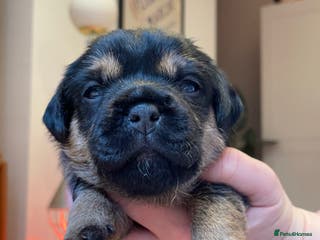 Border Terrier dogs Beautiful Border Terrier Puppies - Advert 8