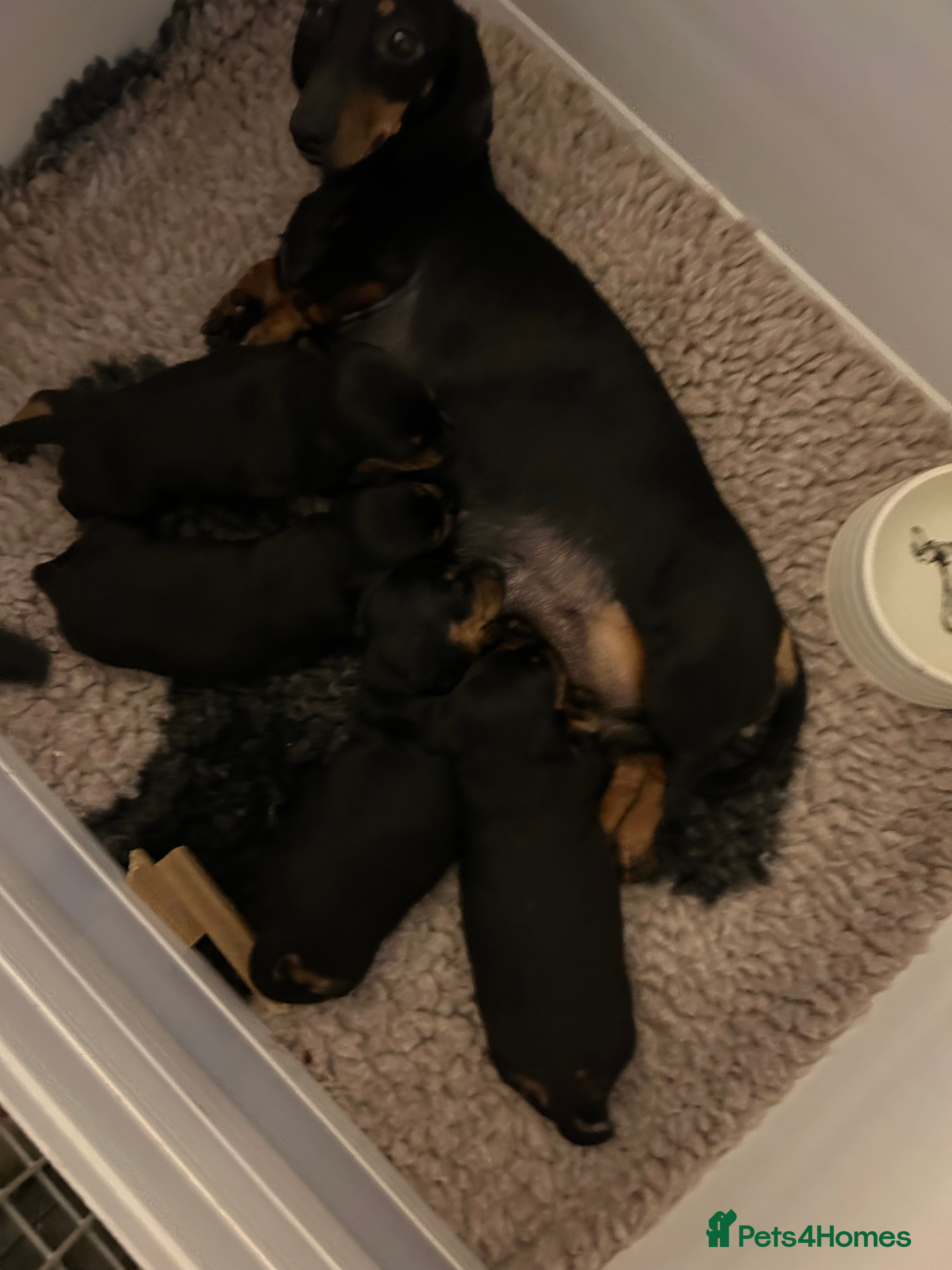 Dachshund dogs Mini Smooth Black and Tan Dachshund Puppies in Lincoln - Advert 3