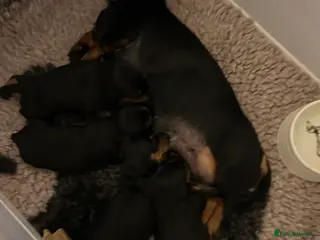 Dachshund dogs Mini Smooth Black and Tan Dachshund Puppies in Lincoln - Advert 3