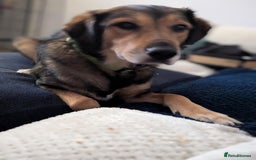 Mixed Breed dogs for adoption: Have you got the dedication to save this soul ? - Image 4