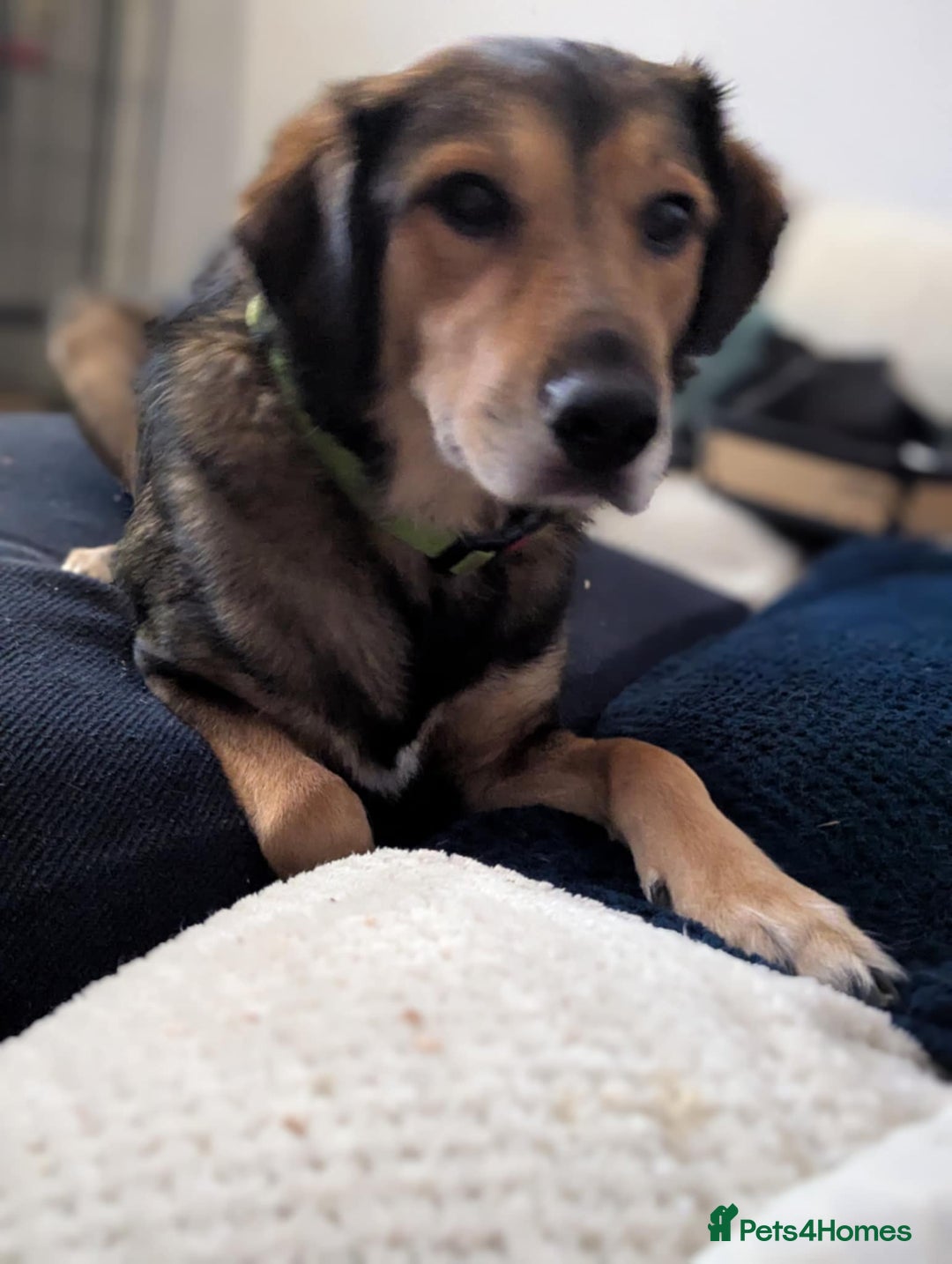 Mixed Breed dogs for adoption: Have you got the dedication to save this soul ? - Image 4