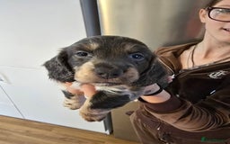 Dachshund dogs for sale: Short and long hair miniature dashund  - Image 6