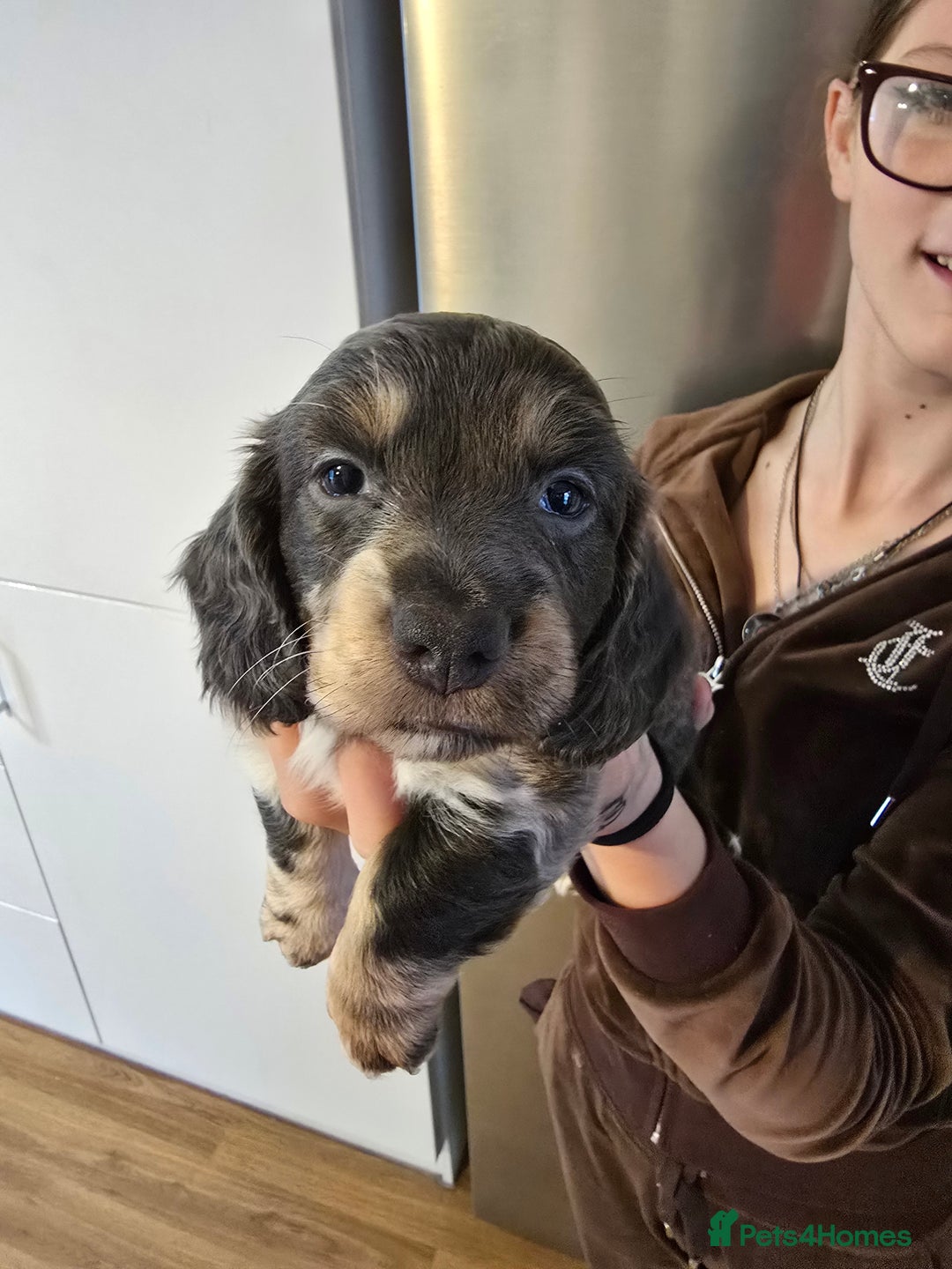 Dachshund dogs for sale: Short and long hair miniature dashund  - Image 6