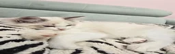 Ragdoll cats for sale: Ragdoll kittens - Advert 5