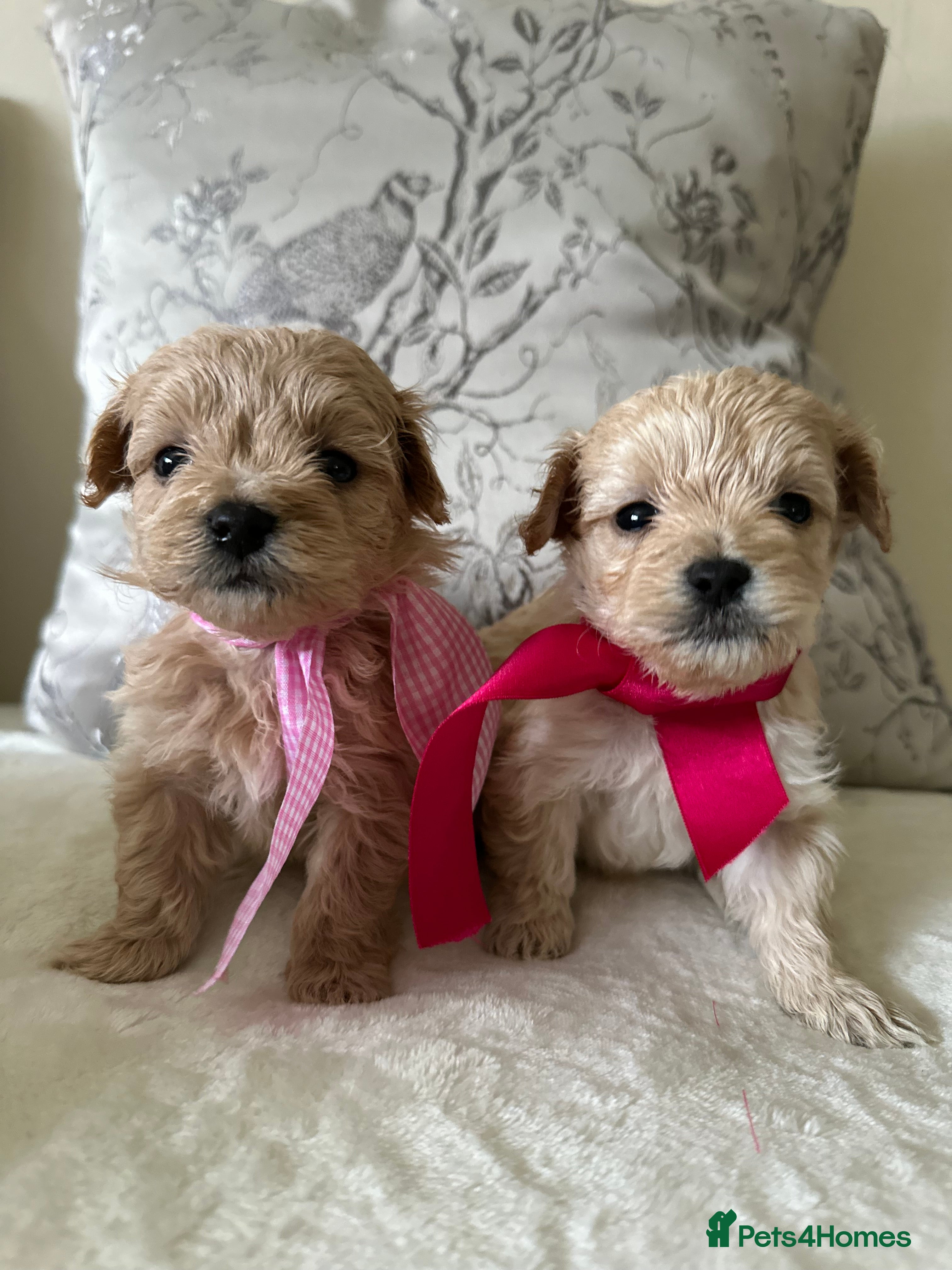 Maltipoo dogs Beautiful Maltipoo Puppies - Advert 5