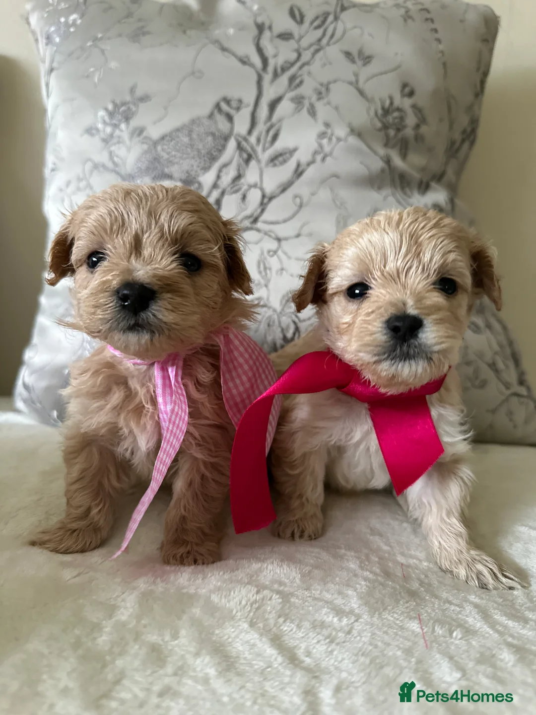 Maltipoo dogs for sale: Beautiful Maltipoo Puppies - Advert 14