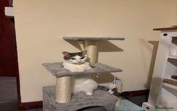 British Shorthair cats for sale: 1 year old white cat for sale - Image 7