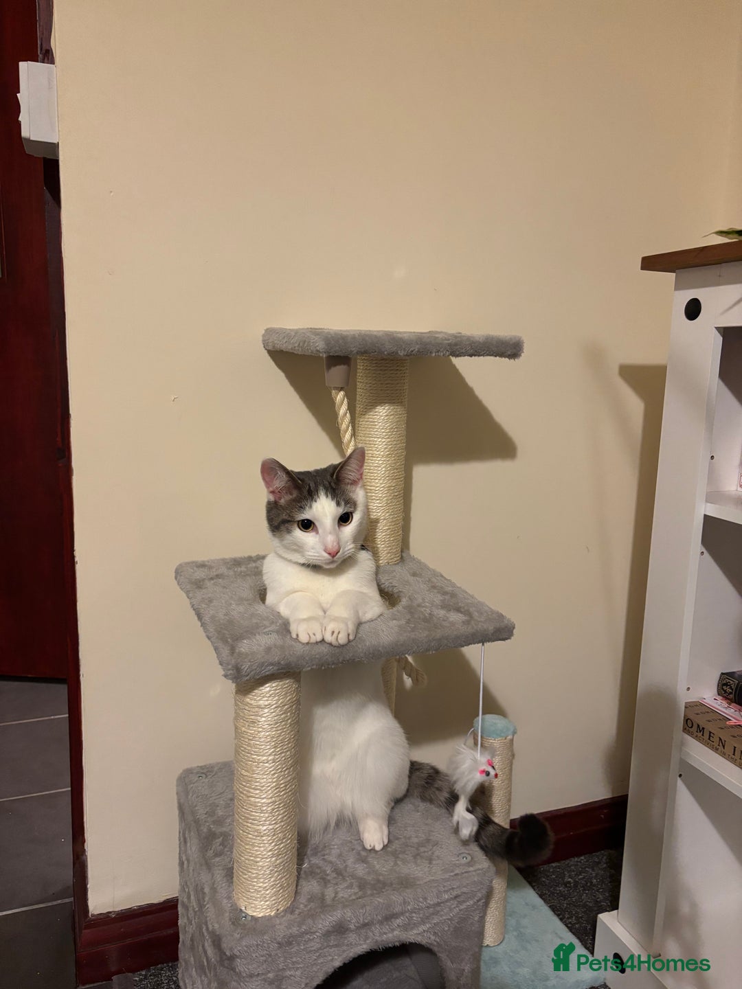 British Shorthair cats for sale: 1 year old white cat for sale - Image 7