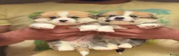 Welsh Corgi Pembroke dogs for sale: Champion Sired Corgi Pembroke puppies available  - Advert 17
