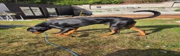 Dobermann dogs for sale: Mixed doberman/rottweiler  in Saint Columb - Advert 3