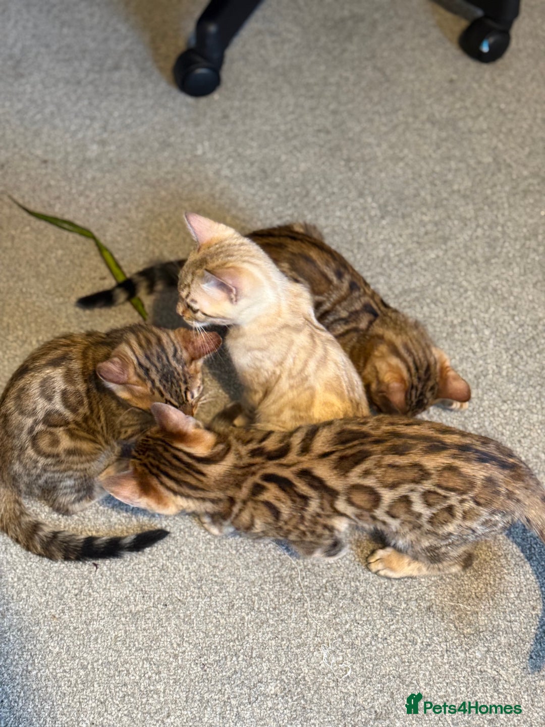 Bengal cats for sale: Pedigree TICA registered Bengal Kittens - Advert 4