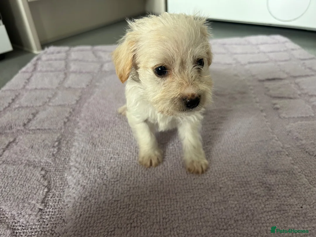 Mixed Breed dogs for sale: Cockapoo cross jackrussell pups in Norwich - Advert 16