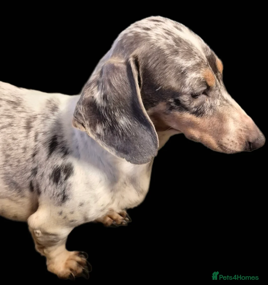 Miniature Dachshund dogs for stud: PRA CLEAR BLUE PIED DAPPLE MINIATURE DACHSHUND - Advert 4