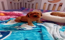 Cavapoo dogs for sale: toy f1 cavapoos for sale - Image 3