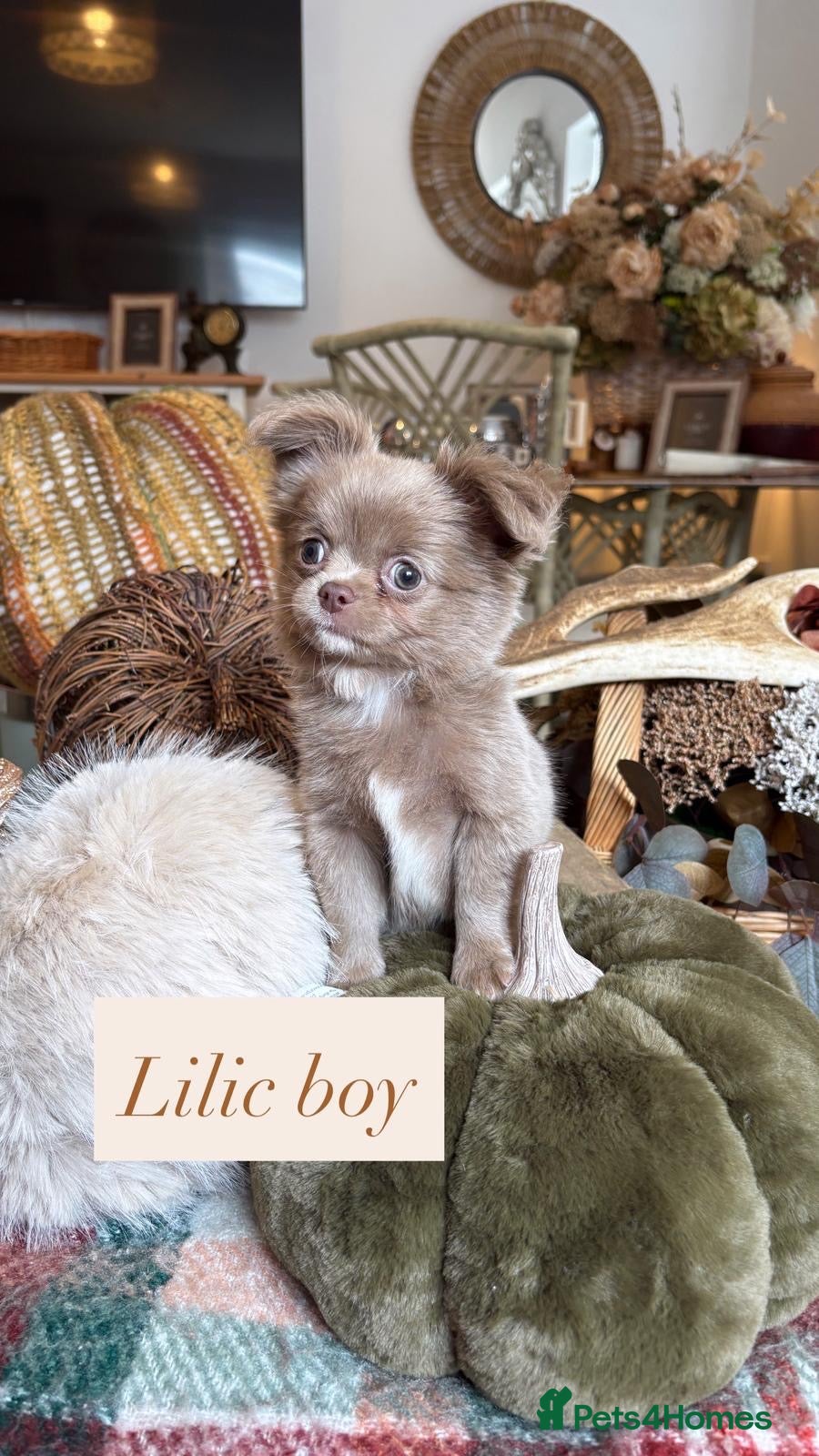 Chihuahua dogs Long Coat Russian bloodline Chihuahua - Advert 8