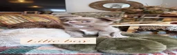 Chihuahua dogs for sale: Long Coat Russian bloodline Chihuahua - Advert 1