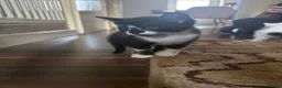 Mixed Breed cats for sale: 2 male Tuxedo kittens in Salford - Advert 6