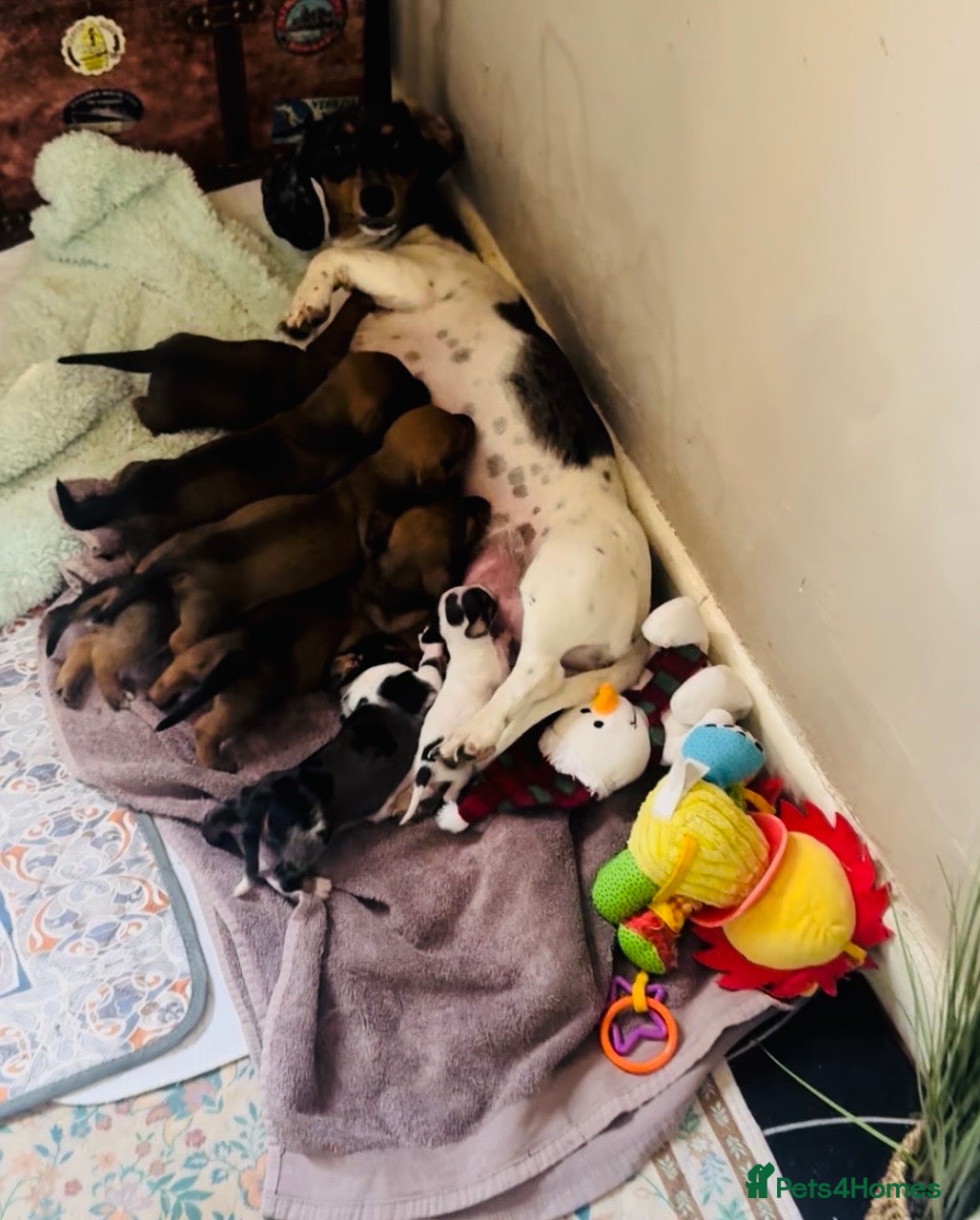 Miniature Dachshund dogs True to breed these little dachshunds  - Advert 2