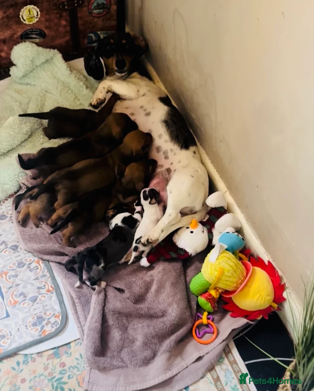 Miniature Dachshund dogs for sale: True to breed these little dachshunds  - Advert 2