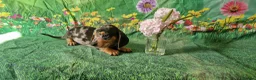 Miniature Dachshund dogs for sale: Stunning smooth haired miniature dacshund - Advert 3