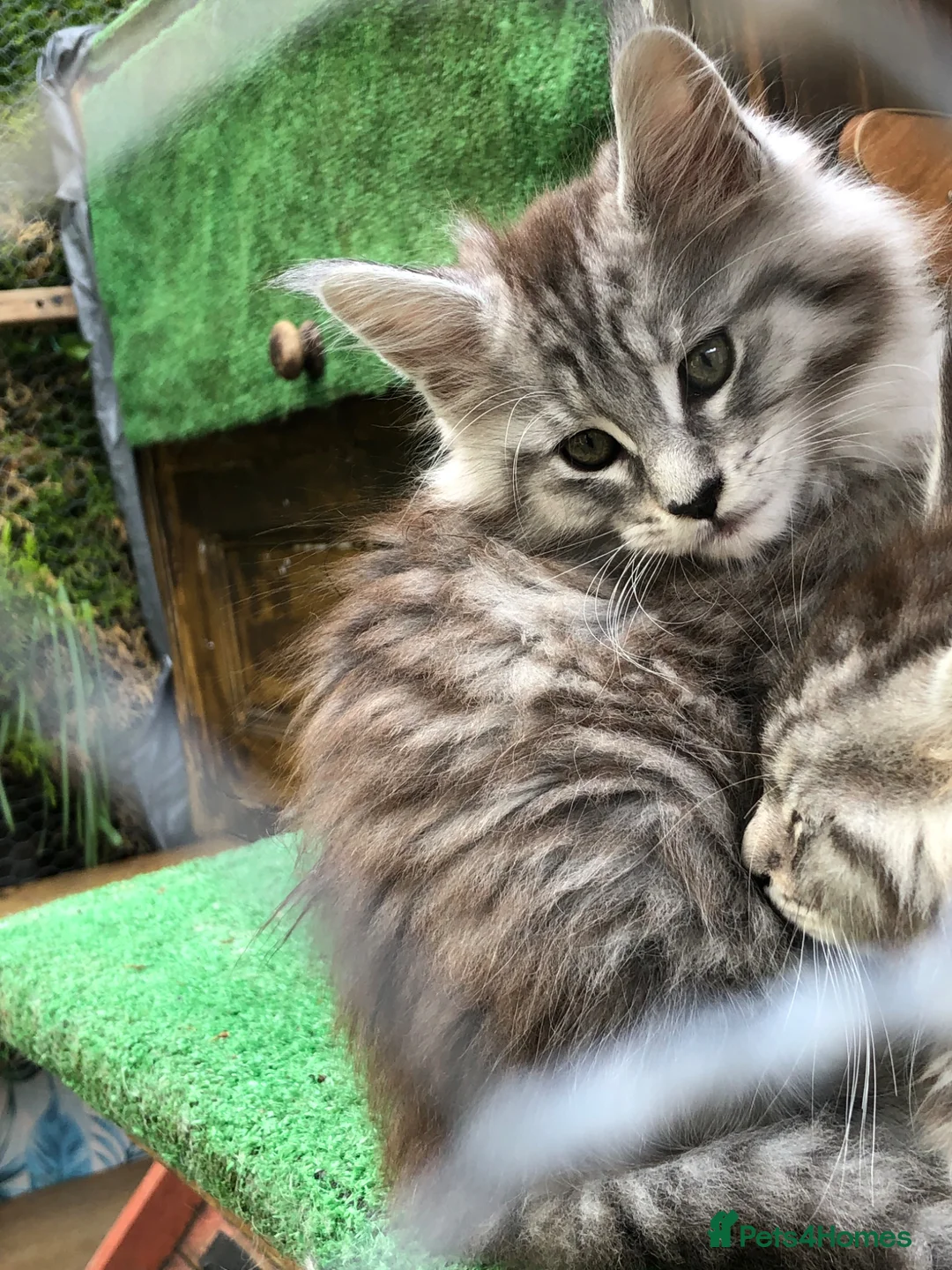 Maine Coon cats for sale: Mainecoon kittens 10 weeks old ready to leave in Doncaster - Advert 2