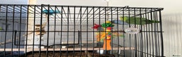 Parakeets birds for sale: 2 x parrotlets Blue and Green - Advert 2