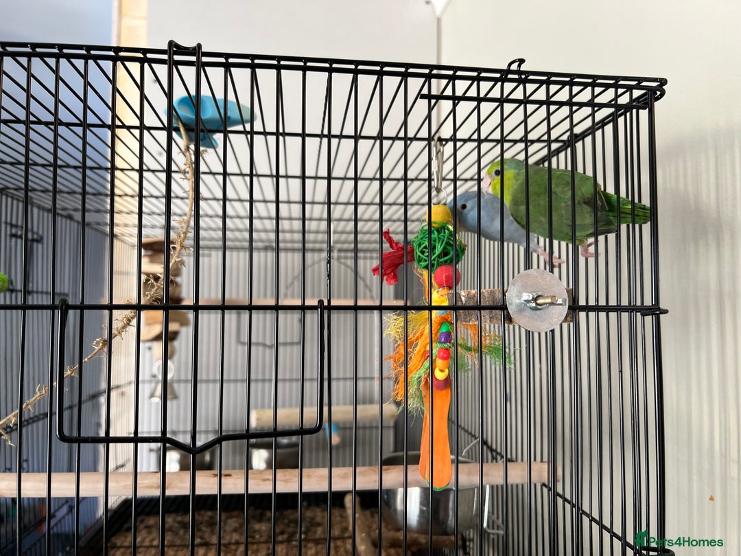 Parakeets birds for sale: 2 x parrotlets Blue and Green - Image 2