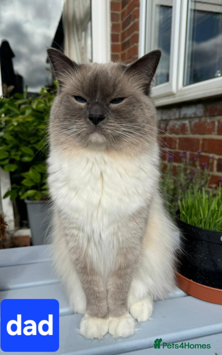 Ragdoll cats for sale: Stunning Ragdoll kittens.  - Advert 11