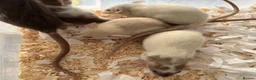 Rat rodents for sale: Baby dumbo rats for sale  - Advert 8