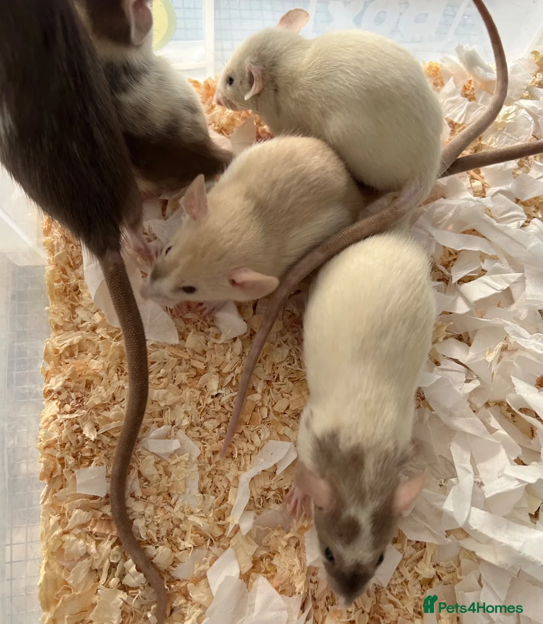 Rat rodents for sale: Baby dumbo rats for sale  - Advert 8