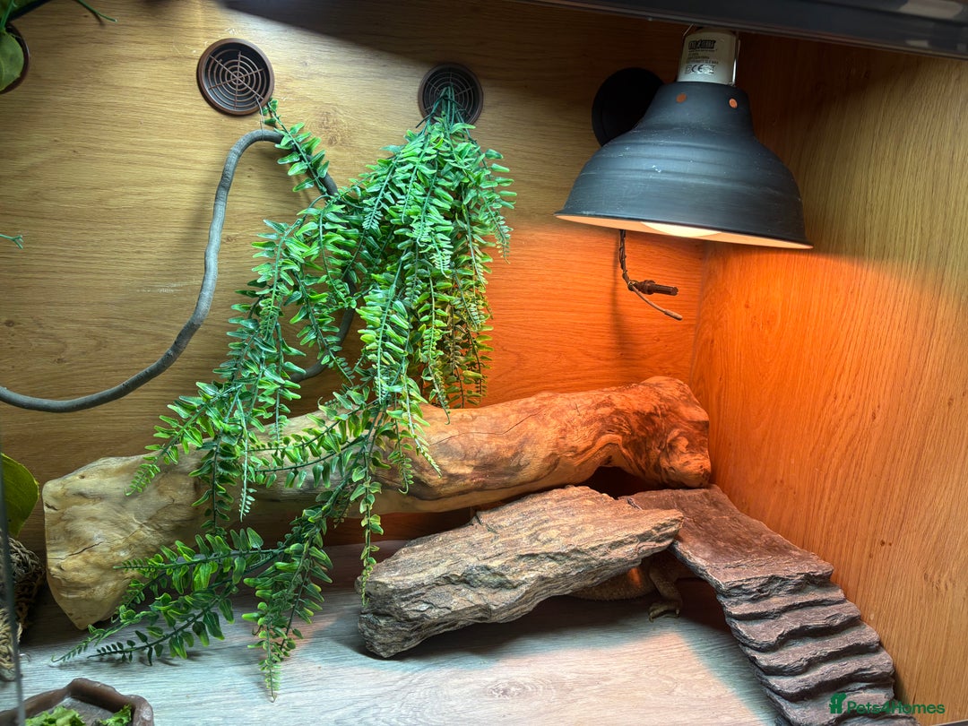 Bearded Dragon reptiles for sale: Female Rainbow Tiger Bearded Dragon - Image 5
