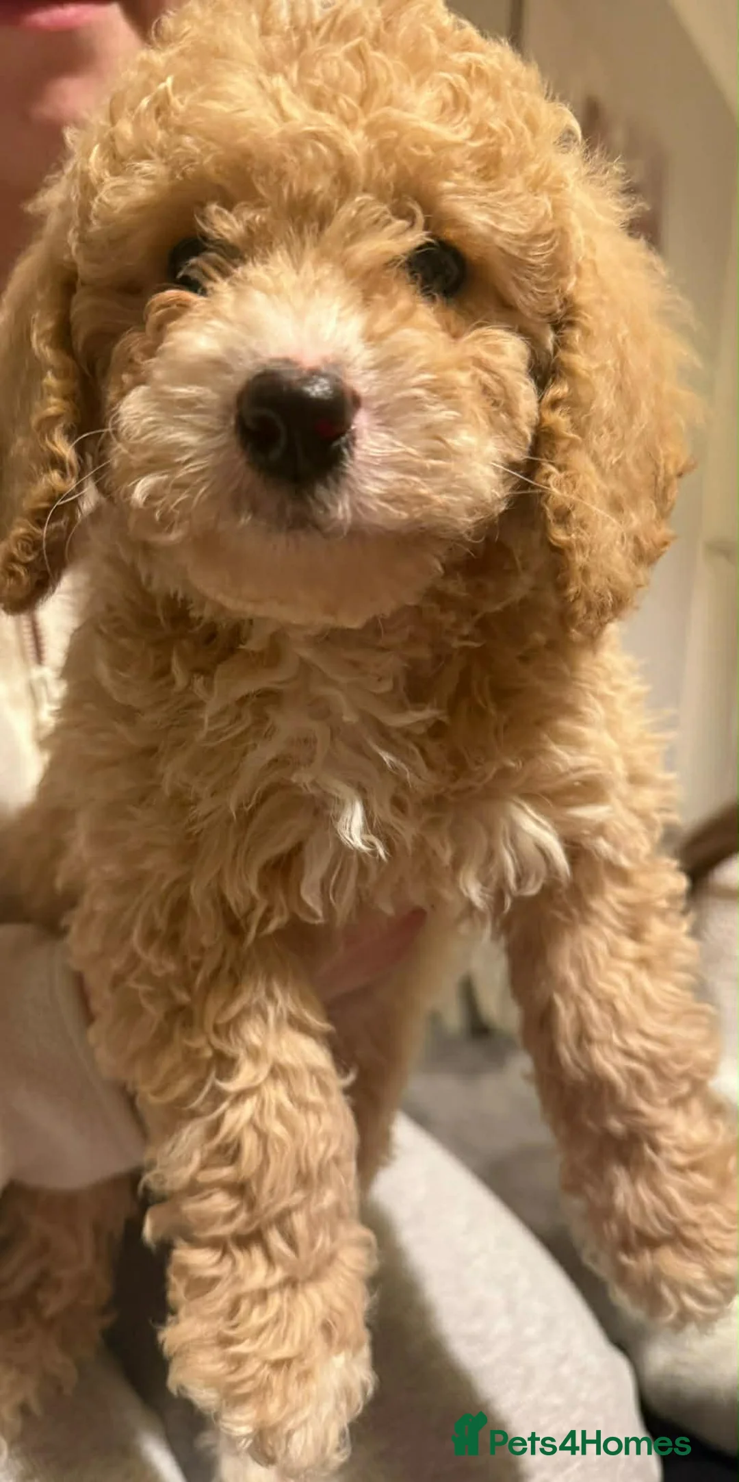 Cockapoo dogs for sale: Adorable Cockapoo puppies for sale 🐶 in Andover - Advert 8