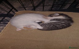 Mixed Breed cats for sale: 5 beautiful kittens female - Advert 5