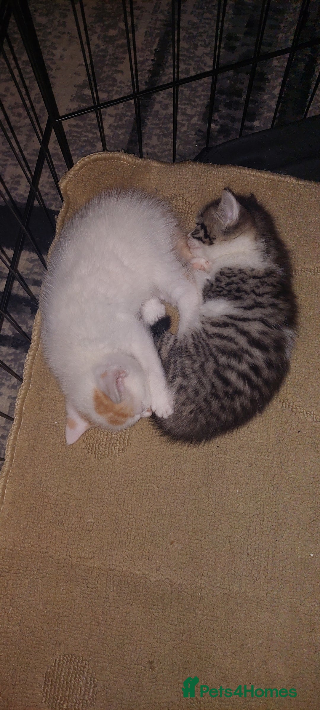 Mixed Breed cats for sale: 5 beautiful kittens female - Advert 5