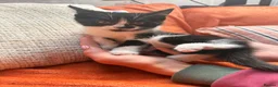 Mixed Breed cats for sale: Beautiful kittens - last to go - Advert 3