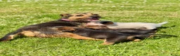 Mixed Breed dogs for sale: Four Gorgeous Border Terrier-Type Puppies! 🐾 - Advert 2