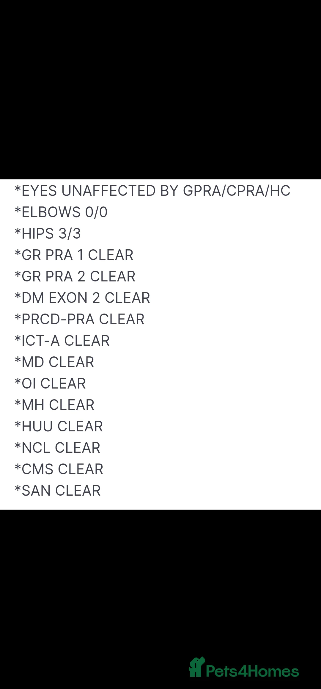 Golden Retriever dogs for stud: EXTENSIVELY HEALTH TESTED, KC Reg PROVEN in Bishop Auckland - Advert 13