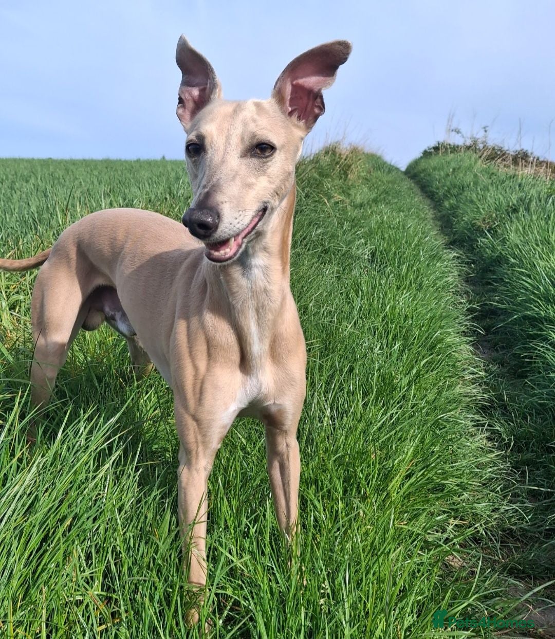Whippet dogs Beautiful Fawn Whippet for Stud - Advert 4