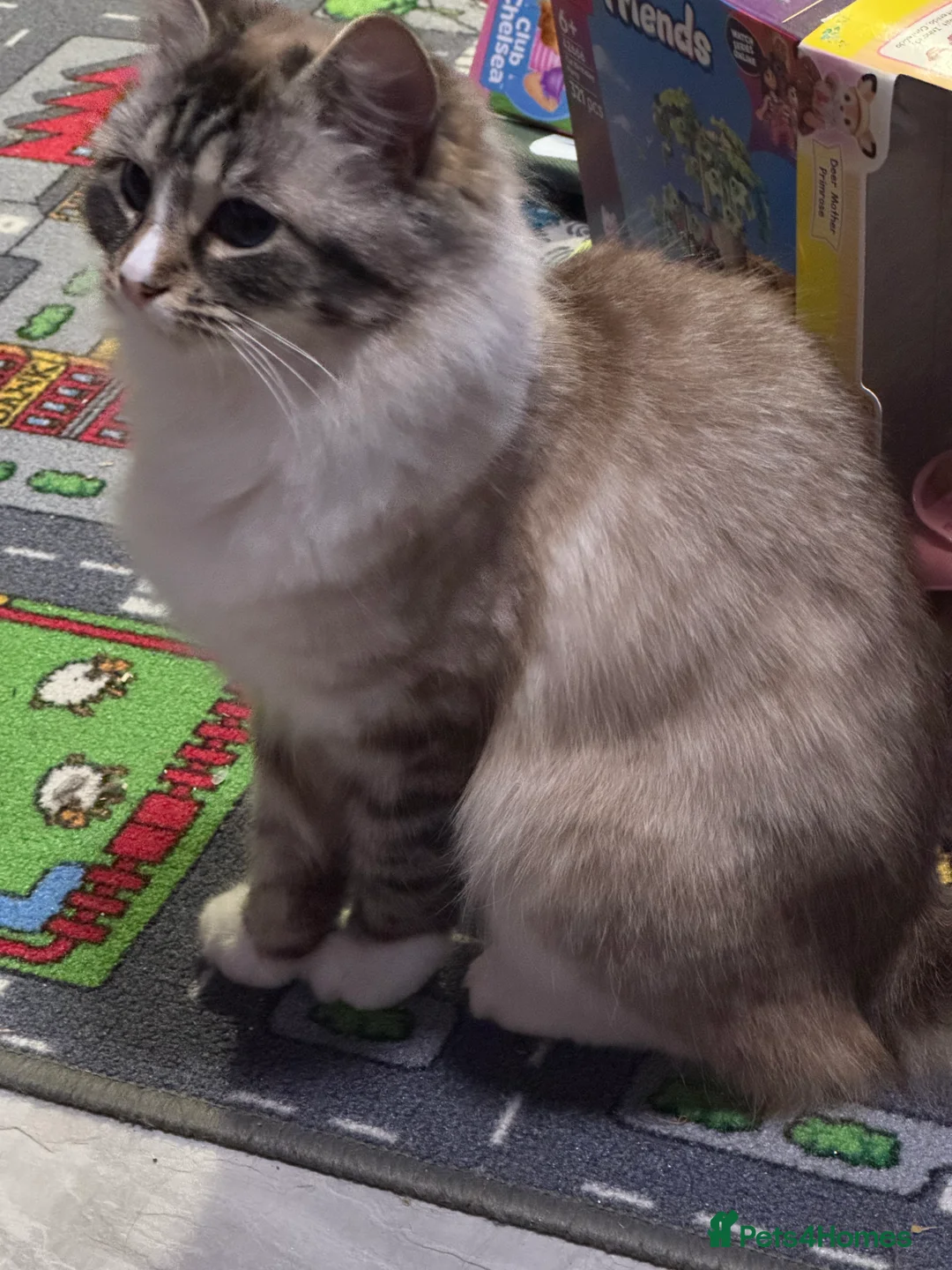 Ragdoll cats for sale: Ragdoll in Hull - Advert 4